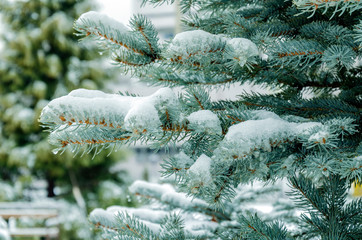 beautiful spruce branches covered with white snow