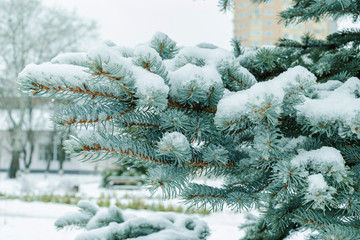 beautiful spruce branches covered with white snow