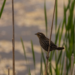 Female red winged blackbird perched on a reed in a swamp.