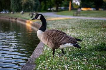 Goose