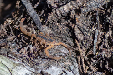 Closed up of Scopion Eyes While resting on Cedar Tree