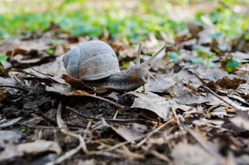 Weinbergschnecke