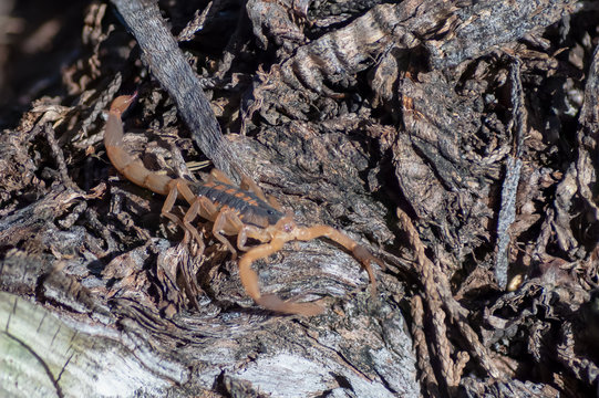 Closed up of Scopion Eyes While resting on Cedar Tree