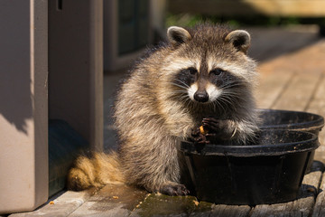 Young raccoon eating from pet bowls on a wooden deck on a sunny summer afternoon. © Anne
