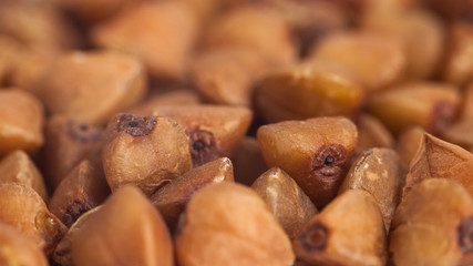 Macro image of buckwheat grain, food, background