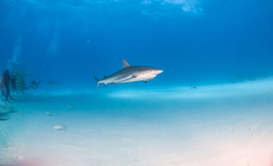 Naklejka na ściany i meble Caribbean reef shark at the Bahamas