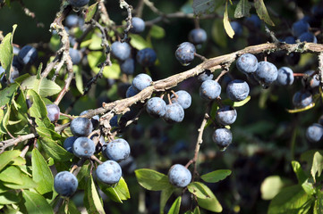 On the branch bush mature berries blackthorn