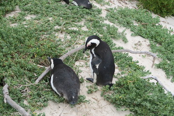 Pinguine in Südafrika