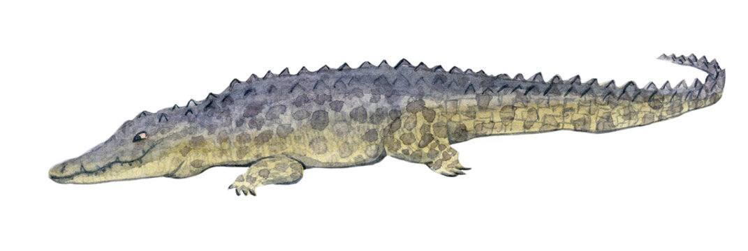 Watercolor illustration of an isolated crocodile or aligator on a white background. Painting of an animal - African Crocodile or Aligator