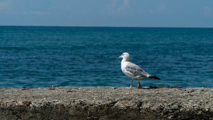 seagull on the beach