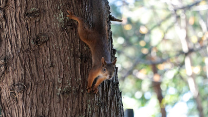 squirrel on tree