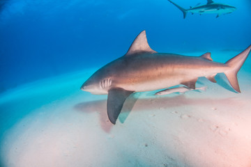 Obraz premium Bull shark at the Bahamas