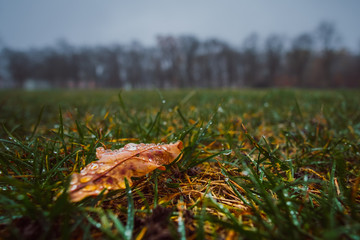 Herbst Spaziergang im Wald