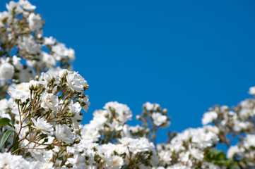 White roses and blue sky