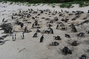 Fototapeta premium Pinguine in Südafrika