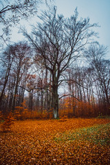 Fototapeta premium Herbst Spaziergang im Wald