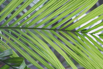 Palm branch with long thin symmetrical leaves of bright green color