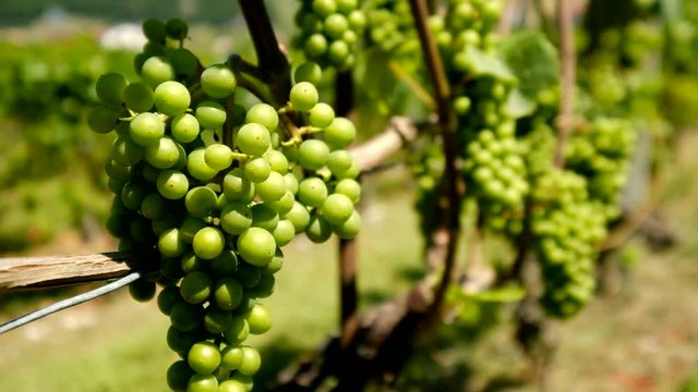 Ripe white grapes at vineyard in Switzerland