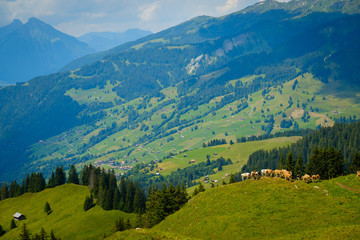 Obraz premium Small herd of cows grazing on a mountain pasture in Switzerland