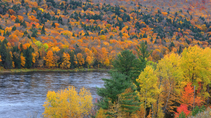 Autumn trees by  Riviere Saint Maurice