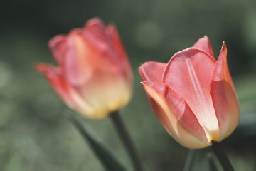 Two pink tulips.
