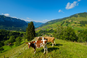 Fototapeta na wymiar Small herd of cows graze in the Alpine meadow in Switzerland