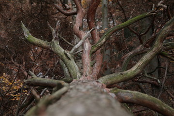 Gekippter Baum