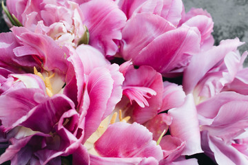 Beautiful spring  tender flowers