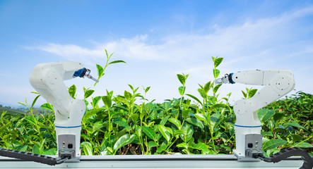 Agricultural robot harvesting green tea leaf in agriculture industry, Technology Smart farm 4.0...