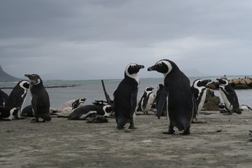 Obraz premium Pinguine in Südafrika