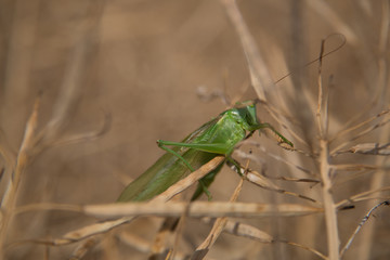 Grashüpfer im Getreide