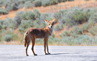 Coyote staring at the camera