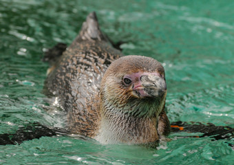 penguin swimming
