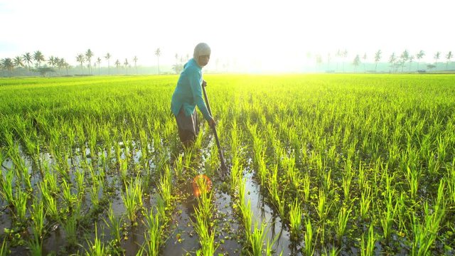 Manual female worker with irrigation tool farming Indonesian rice fields Java 