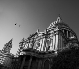 St Paul's Cathedral St.-Pauls-Kathedrale 2018 Vögel birds