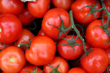 Red  organic tomato on a branch pattern background