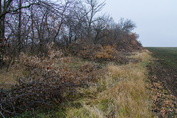 the barbarous destruction of shelter forests