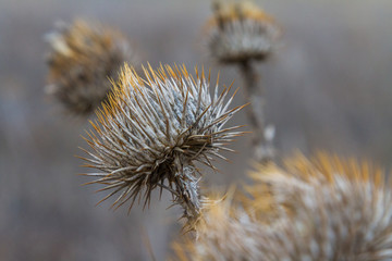 Obraz premium Dried Budyak in the Taurian steppe