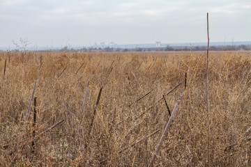 the last days in the Tavrian steppe