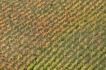 vineyard,field, agriculture, green, farm, texture, nature, landscape,rural,autumn