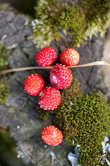 Forest strawberry on wooden background. Close up.