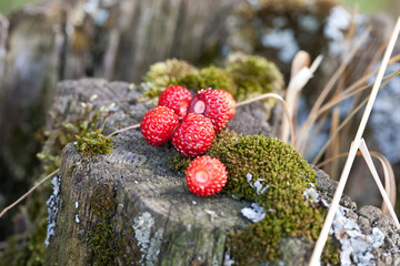 Wild strawberry on a wooden background in the forest.