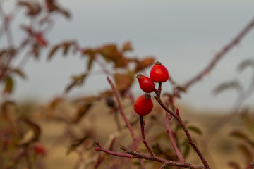 Ripened Rosehip in the Taurian steppe.
