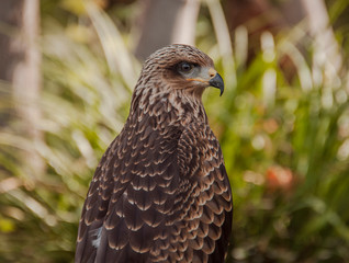 portrait of a falcon
