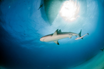 Caribbean reef shark at the Bahamas