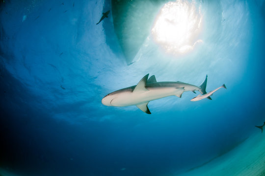 Caribbean reef shark at the Bahamas