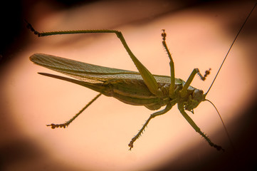 grasshopper on a white background