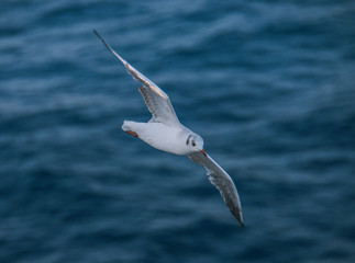 seagull in flight