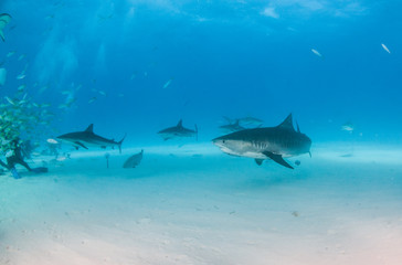 Tiger shark at Tigerbeach, Bahamas