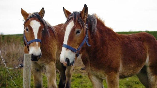 A pair of Danish Jutland Draft Horses On A Field in Slowmotion